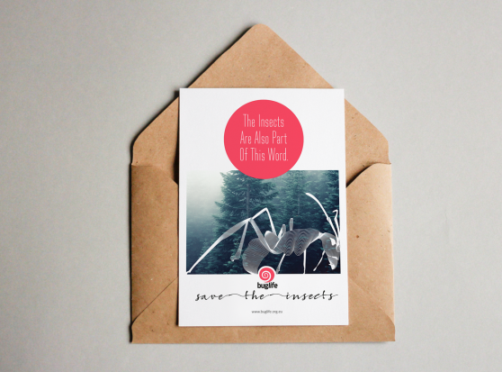 Save the Bugs_Advertising Campaign_Ant_Angelika Rynduch_Graphic Design_Postcard