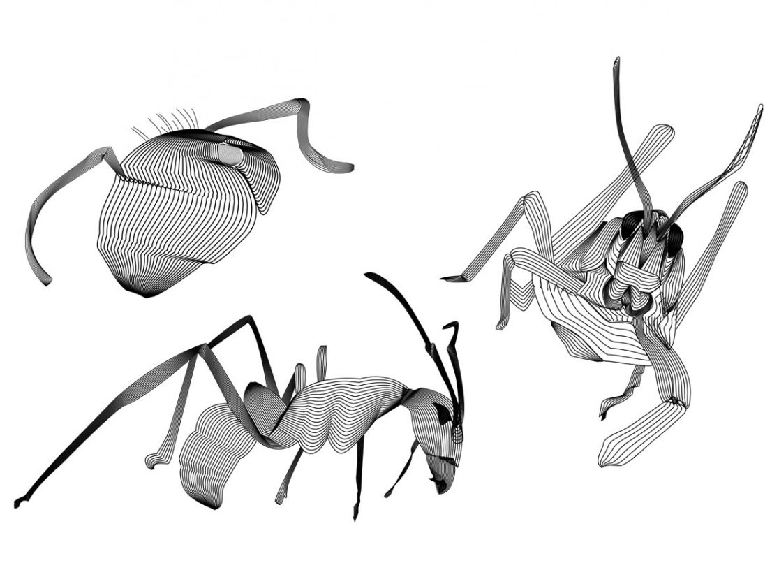 Vector Bugs1_Angelika Rynduch_Graphic Design